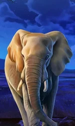 African Elephant